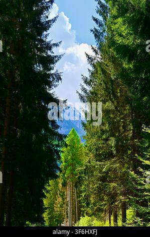 A vertical photograph of tall evergreen pine trees framing a glimpse of distant snowy mountain peaks under a bright blue sky with white clouds. Stock Photo