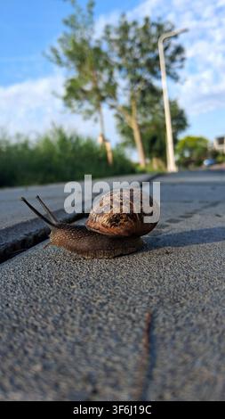 A common garden snail, Cornu aspersum syn. Helix aspersa, crawling across a concrete pavement sidewalk in an urban area on a sunny summer day, low ang Stock Photo