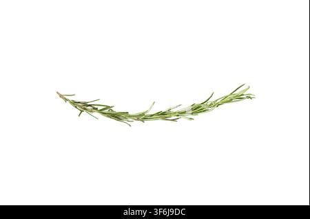 A single stem of rosemary herb with leaves sprouting out from all sides centered on white background Stock Photo