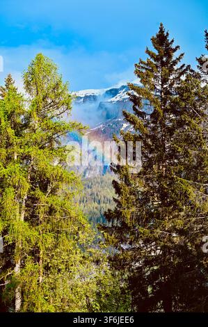 A vibrant vertical photograph captures tall evergreen pine trees in the foreground, perfectly framing a rugged, snow-dusted mountain peak. The peak is partially veiled by rolling mist, through which a faint but distinct rainbow is visible, connecting the slopes under a bright blue sky. Stock Photo