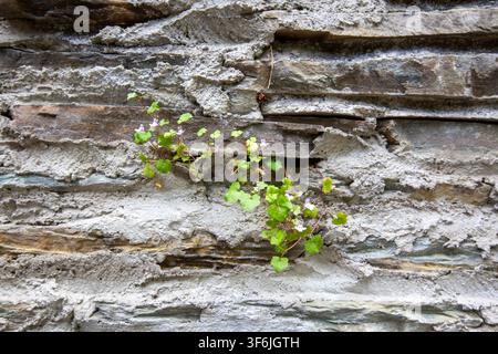 Sprouting Hope with Small Green Plant Growing Through Hard Concrete Stone Wall Texture Stock Photo