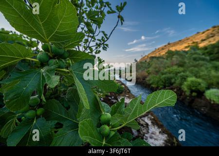 A vibrant fig tree with green leaves and small unripe figs in the foreground, overlooking a flowing river, under a bright blue sky with scattered clou Stock Photo
