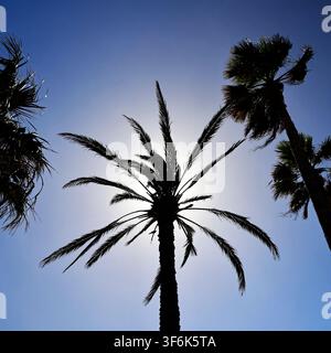 Coconut palm silhouetted against the sky, Canary Islands, Spain, Europe Stock Photo