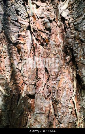 Close-up macro texture of rough reddish coniferous tree bark with deep fissures Stock Photo