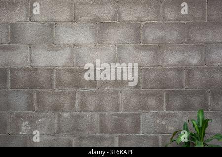 Grey concrete block wall with a green plant in the corner Stock Photo