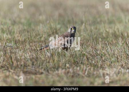Up Close: Common Kestrel (Falco tinnunculus) Walking on the Ground Stock Photo