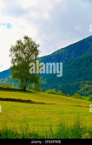 A vertical landscape photograph of a single deciduous tree standing on a sloping, vibrant green grassy hill, with a dark, forest-covered mountain rising in the background under a cloudy sky. Stock Photo