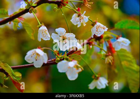 A horizontal close-up photograph of delicate white cherry blossoms blooming on thin branches, surrounded by lush green and warm-toned leaves in the background. Stock Photo