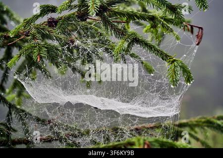 A spiderweb with water droplets on a spruce branch on a rainy day in the Beskid Mountains, Poland Stock Photo
