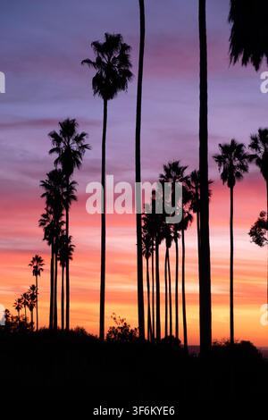 Classic California silhouette of tall palm trees set against a pink and gold sunset sky in Elysian Park in Los Angeles Stock Photo