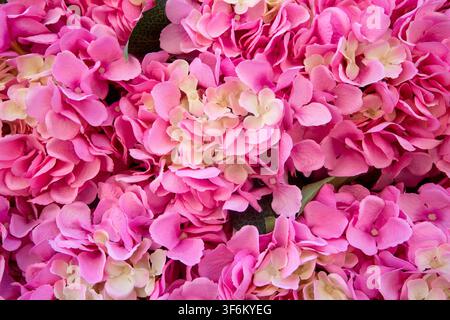 Full frame close up texture of vibrant pink hydrangea flowers blooming in a dense cluster Stock Photo