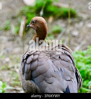 A vertical close-up photograph of a Bar-tailed Cuckoo-Dove (Macropygia unchall) viewed from behind, featuring its distinct brown head, slender neck, and intricate layered grey-brown textured feathers, set against a soft green and earthy background. Stock Photo