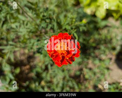 Top view close-up of a vibrant red and orange Marigold Tagetes flower blooming in a summer garden. Stock Photo