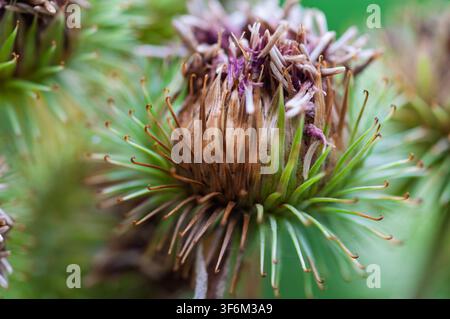 Macro view of a dried burdock seed head showing green hooked bracts and faded purple flower remnants. Bristol, United Kingdom Stock Photo