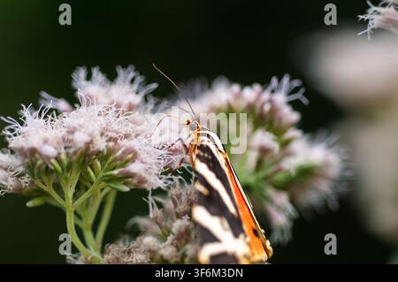 Moth with black white and orange markings on light pink clustered flowers. Blurred dark green background. Bristol, United Kingdom Stock Photo