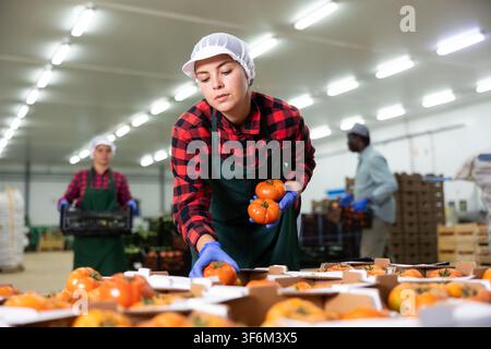 Woman worker checks and sorts ripe tomatoes in a warehouse Stock Photo ...