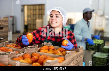 Woman worker checks and sorts ripe tomatoes in a warehouse Stock Photo ...