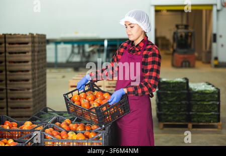 Vegetable warehouse worker stacks boxes of ripe tomatoes Stock Photo