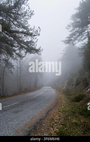 Foggy Mountain Road Through Pine Forest Stock Photo