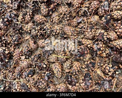 Wet Scots pine cones and needles on the forest floor, natural texture background. Stock Photo