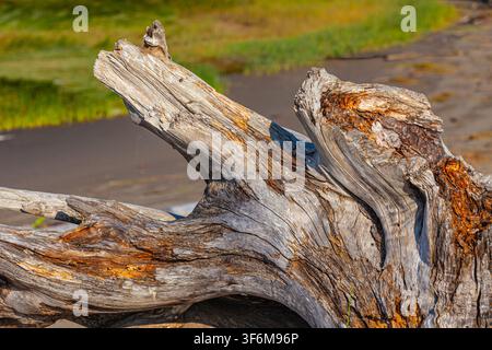 Abstract image of eroded driftwood roots on a beach Stock Photo