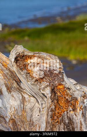 Abstract image of eroded driftwood roots on a beach Stock Photo
