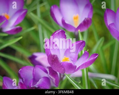 Stylized Purple crocuses (crocus vernus) shading to white with bright saffron yellow stigmas  in Cumbria, England UK Stock Photo