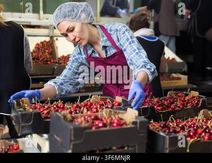 Woman in cherry warehouse Stock Photo