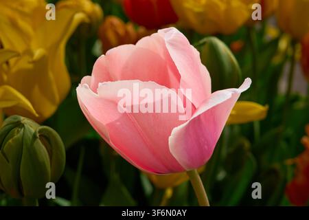 Elegant Pink Tulip Close Up in Full Bloom with Soft Bokeh, Romantic Spring Floral Background Stock Photo