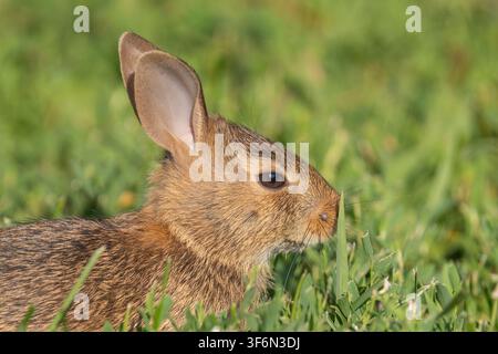 Close-up of Eastern cottontail rabbit (Sylvilagus floridanus) with engorged tick on its face. Stock Photo