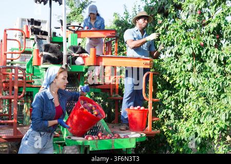 Farmers working on harvesting platform, picking plums Stock Photo