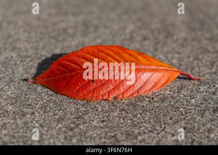 Red autumn leaf on the ground Stock Photo