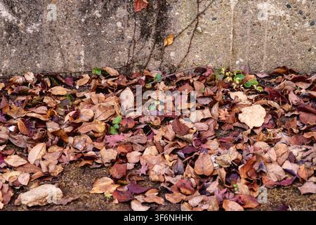 Dry fallen leaves on autumn ground Stock Photo