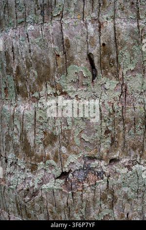 Close-up texture of a rough palm tree trunk covered in pale green lichen. Detailed macro view showing vertical cracks and natural wood patterns. Stock Photo