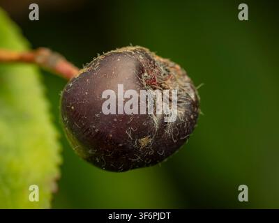 Macro close up of a dark overripe wild fruit hanging from a branch against a blurred green background showing natural decay Stock Photo