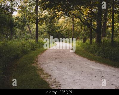 A peaceful winding dirt hiking trail through a lush green forest with warm golden sunlight filtering through trees Stock Photo