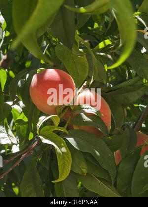 Fresh Ripe Peaches (Prunus persica) Hanging on Tree Branch in Bright Sunlight Stock Photo