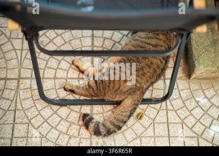 Domestic cat with stretched body and paws sleeping under chair outdoors in summer day heat. Stock Photo