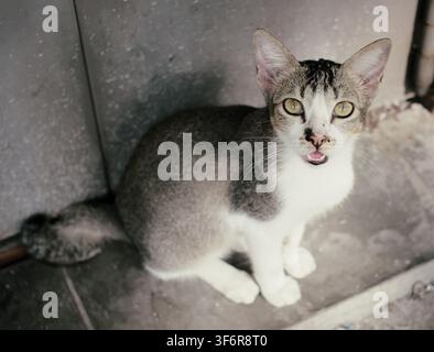 Gray and white domestic cat sitting indoors and looking directly at the camera Stock Photo