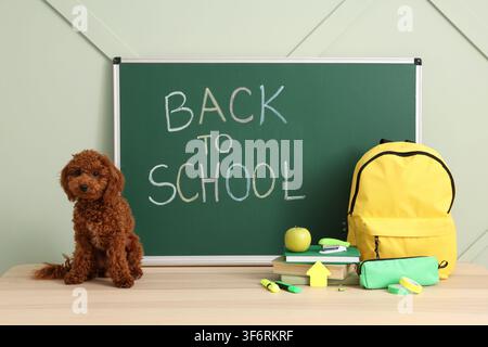 Cute brown poodle puppy sitting on a wooden desk with a green chalkboard displaying "back to School" text Stock Photo