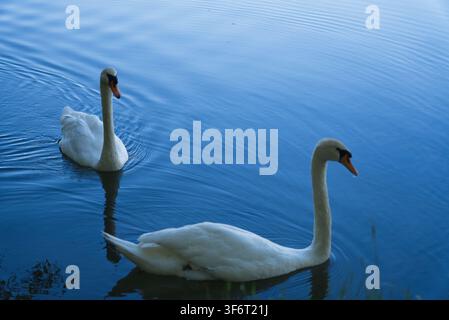 Two white swans swimming on blue water in a serene pond. Stock Photo