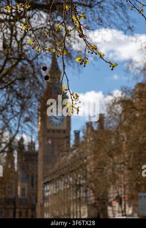 London plane leaf burst with Big Ben, the Elizabeth Tower and the Houses of Parliament from the Thames Embankment, London, England Stock Photo
