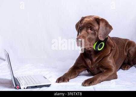 Chocolate labrador with headphones using laptop on white fabric background. concept of music and pets, humorous concept of tech-savvy pet Stock Photo
