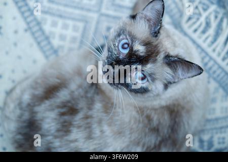 Siamese cat kitten with rare tortoiseshell markings looking up with striking blue eyes Stock Photo
