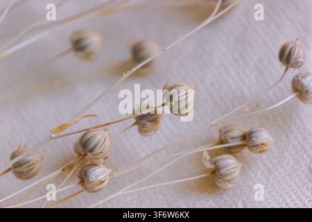 Macro shot of dried flax seed pods on light beige fabric background. Stock Photo