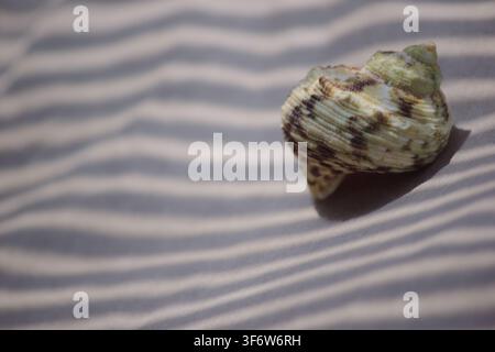 Greenish spiral sea shell on sandy background with sharp striped shadows Stock Photo