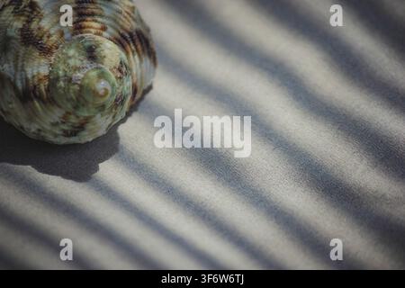 Natural macro view of a spiraled seashell on sand-textured surface with linear shadows and copy space Stock Photo