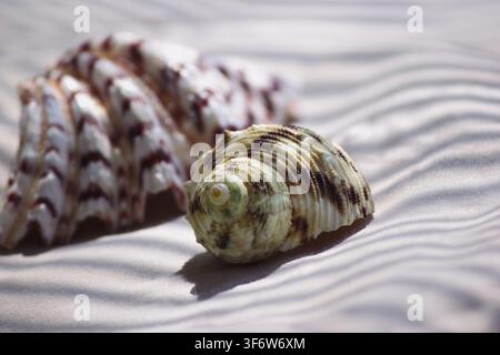 Sea seashells on neutral background with tropical palm leaf shadow Stock Photo