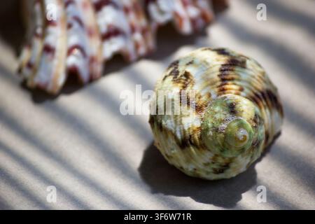 Two sea shells on sand under palm tree shadow near water Stock Photo