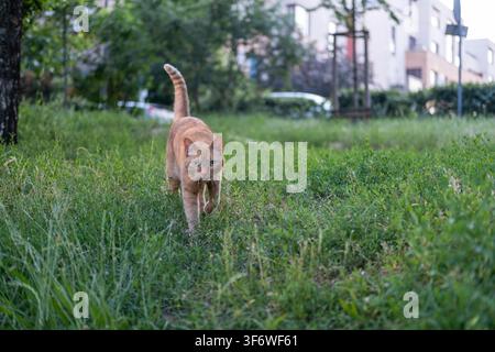 An orange tabby cat with a collar is walking toward the camera on green grass in a park. Stock Photo